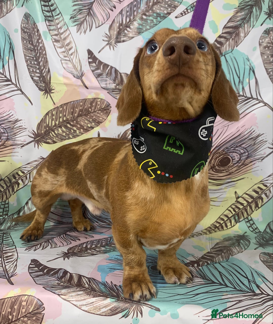 Miniature Dachshund dogs for stud: miniature dachshund stud  in Pontypridd - Advert 5