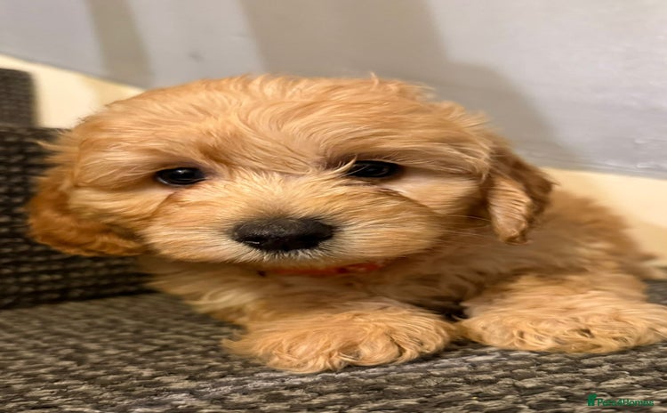 Cockapoo dogs Gorgeous Cockerpoo puppies - Advert 1