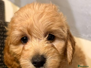 Cockapoo dogs Gorgeous Cockapoo puppies - Advert 17