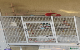 Parrots birds for sale: Beautiful Quaker parrot  - Image 6