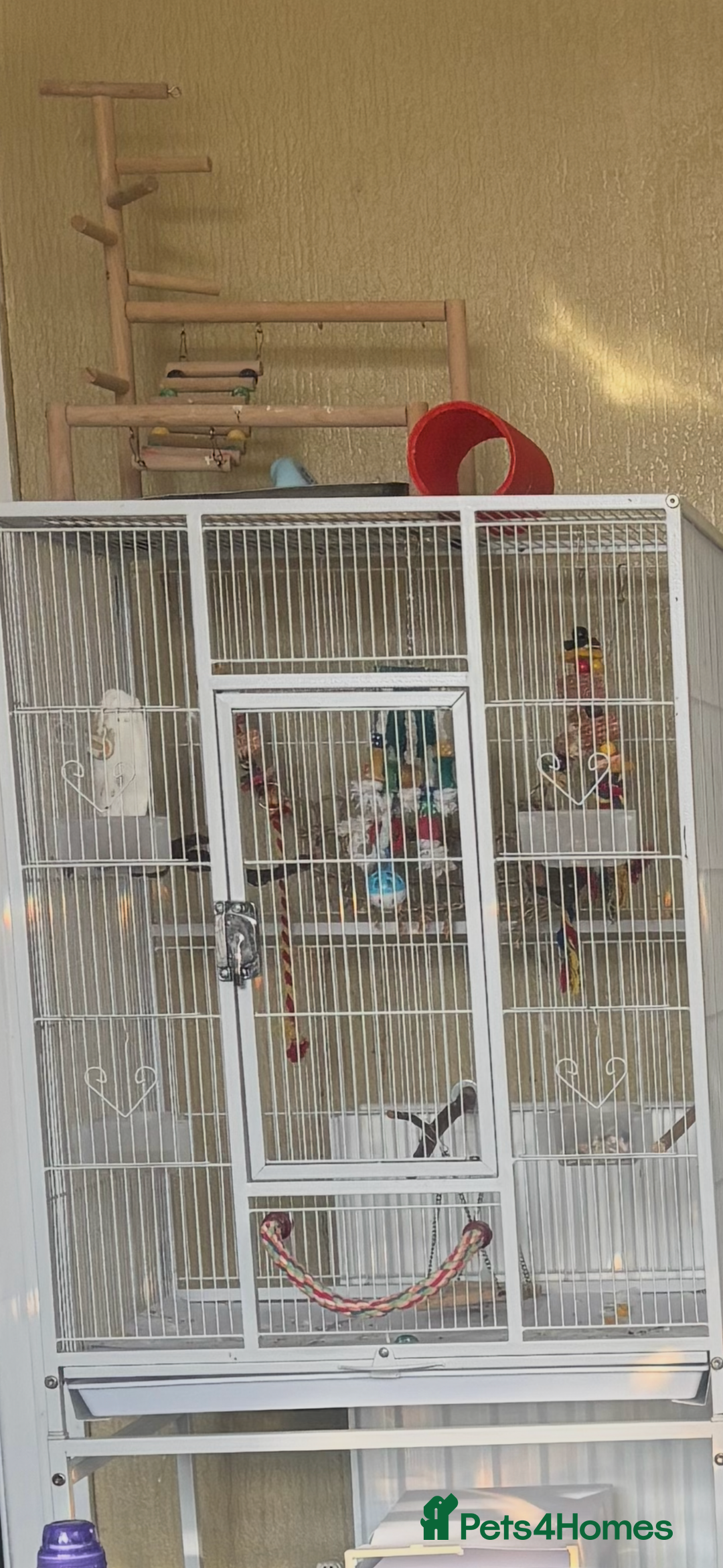 Parrots birds for sale: Beautiful Quaker parrot  - Image 6