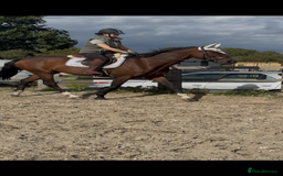 Irish Sports horses for sale: Teens horse / mother / daughter share - Image 1