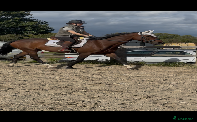 Irish Sports horses - Advert 1