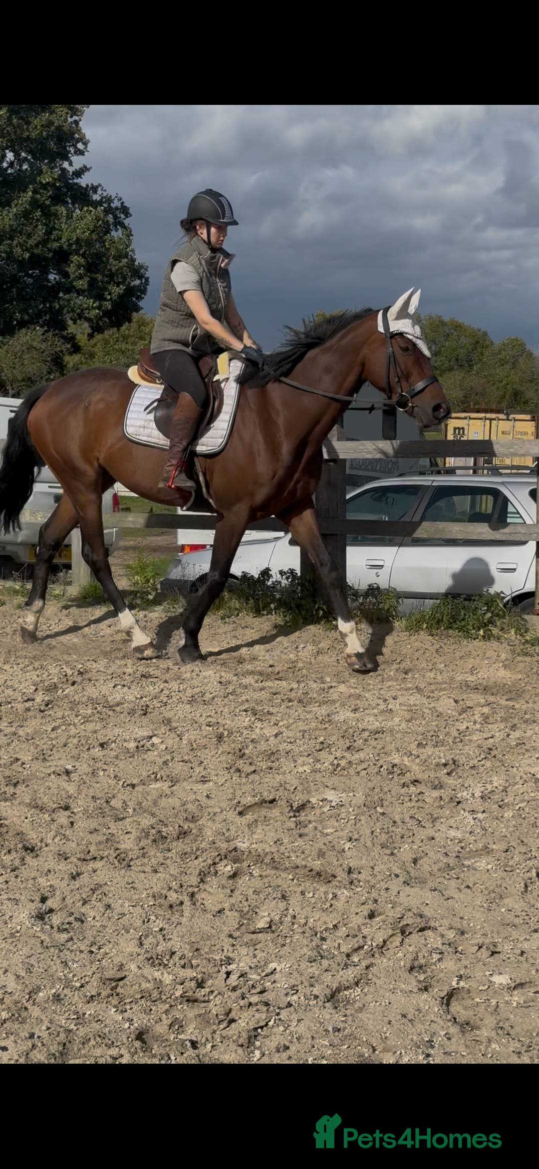 Irish Sports horses for sale: Teens horse / mother / daughter share - Image 1