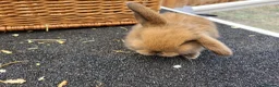 Mini Lop rabbits for sale: 5 + 2x Mini lops babies - Advert 7