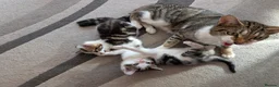 Mixed Breed cats for sale: Beautiful kittens  in Southampton - Advert 33