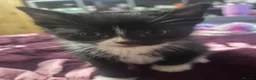 Mixed Breed cats for sale: 5 gorgeous fluffy kittens - Advert 16