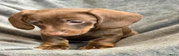 Miniature Dachshund dogs for sale: Long haired Miniature dachshund  - Advert 13