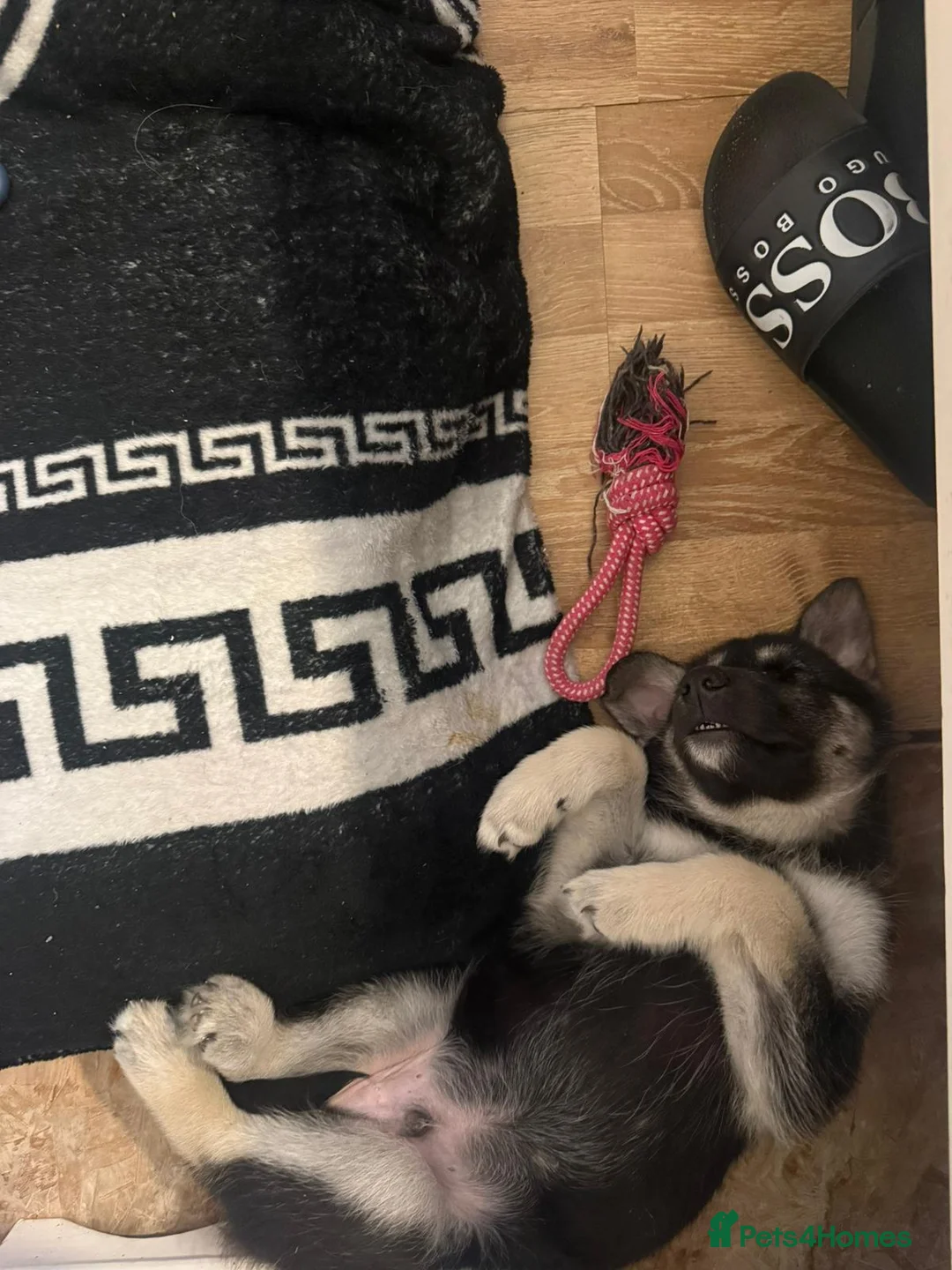 Siberian Husky dogs for sale: Siberian husky male puppy sale in London - Advert 5