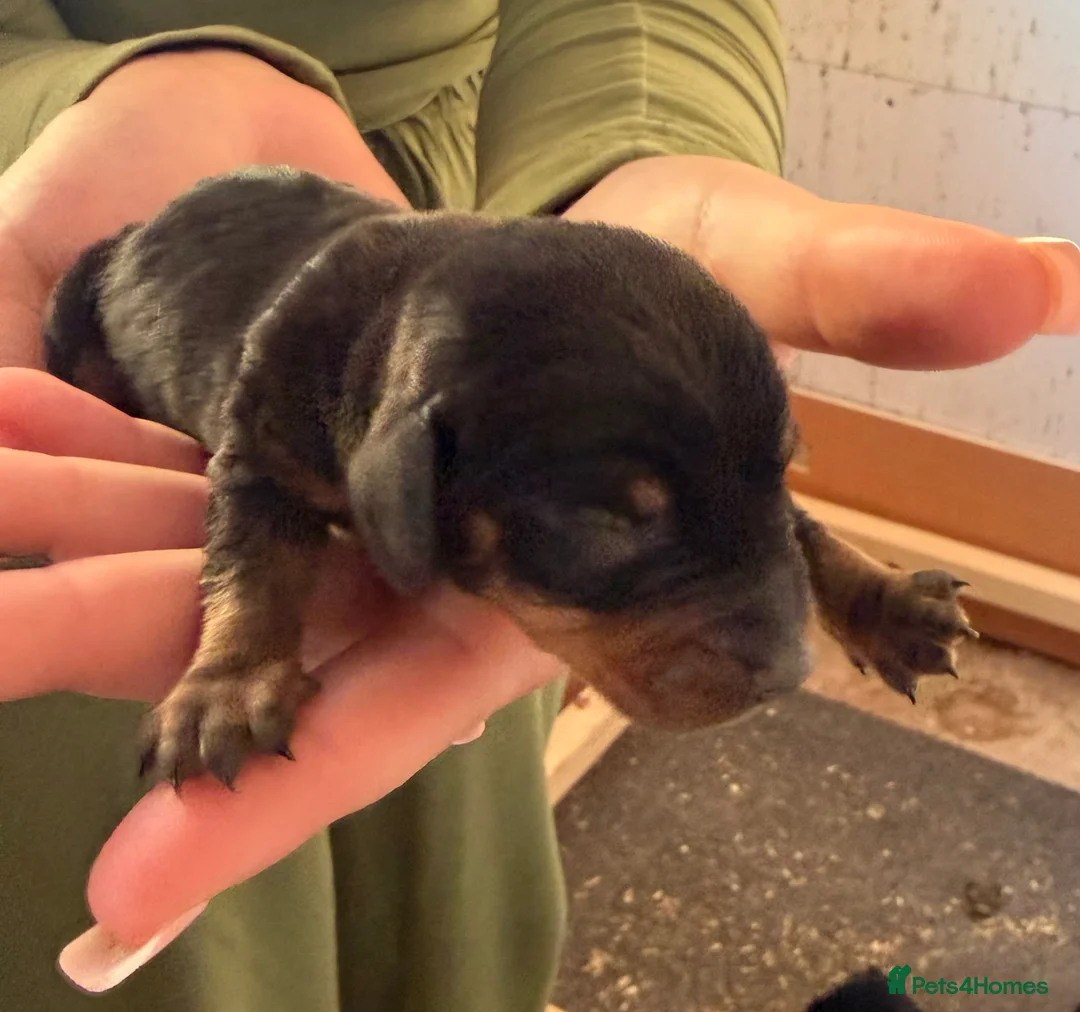 Miniature Dachshund dogs for sale: Miniature dachshund - Advert 2