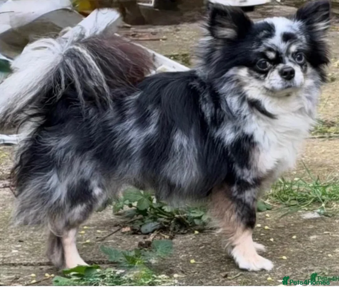 Chihuahua dogs for sale: Thai import of sale  - Advert 5