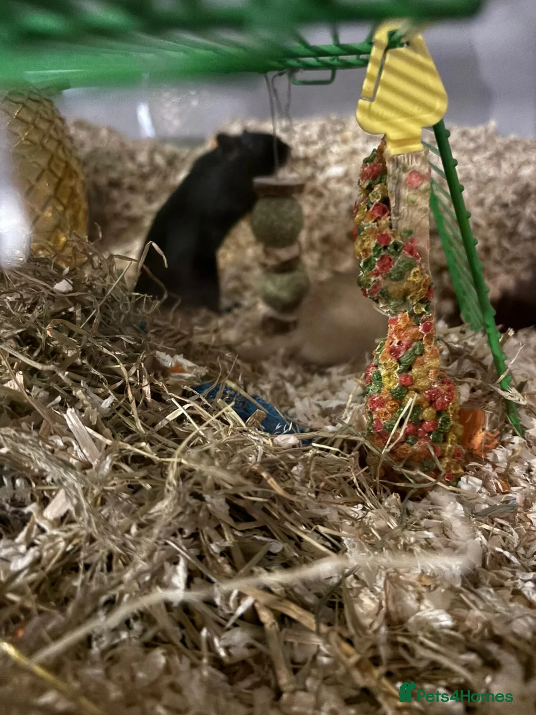 Gerbil rodents for sale: 2 boy gerbils  in Hartlepool - Advert 2