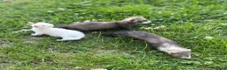 Ferret rodents for sale: 2 Hobs 1 Gill  - Advert 5