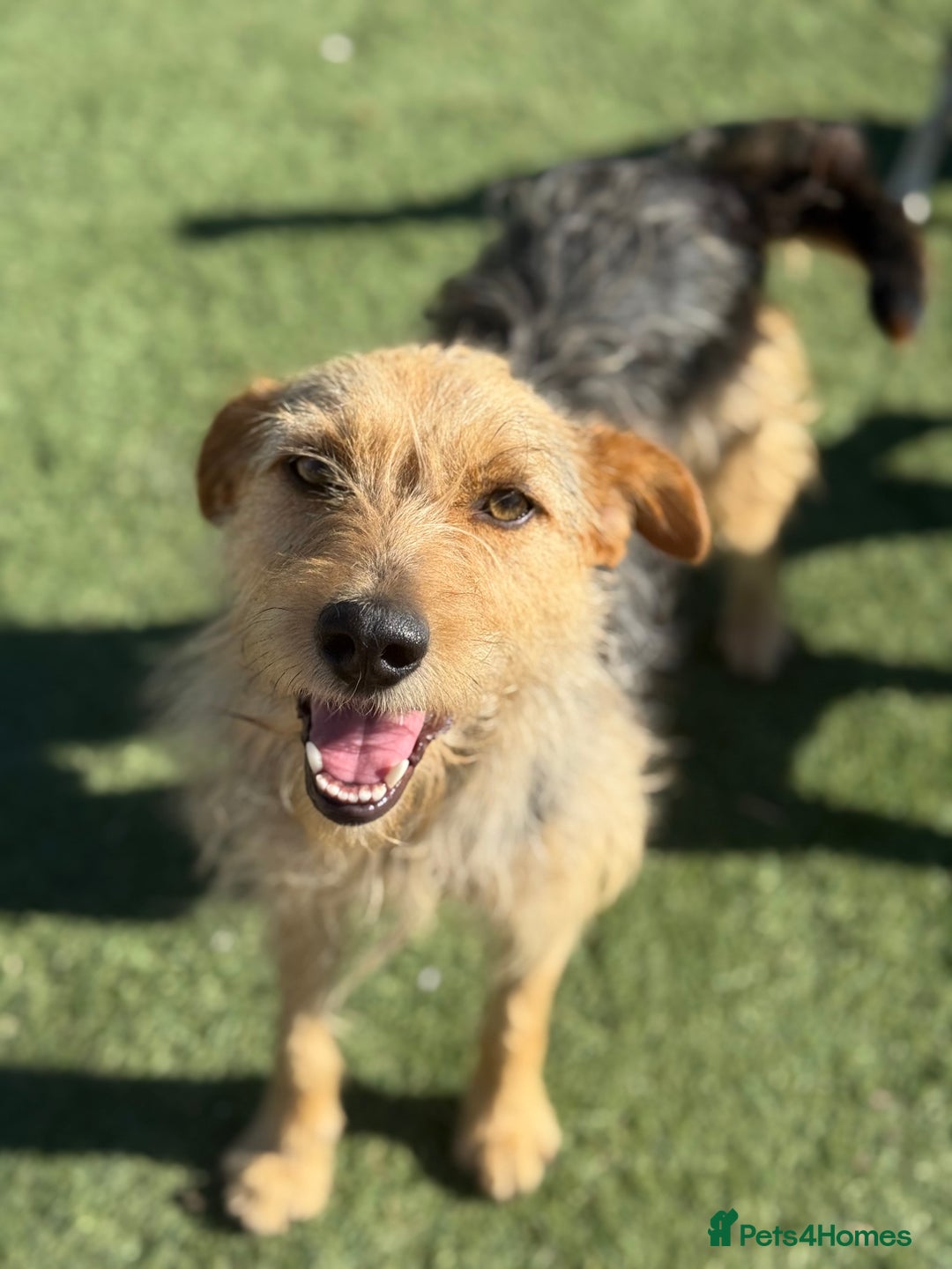 Mixed Breed dogs for adoption: Sweet Trixie Needs LOVE - Image 10