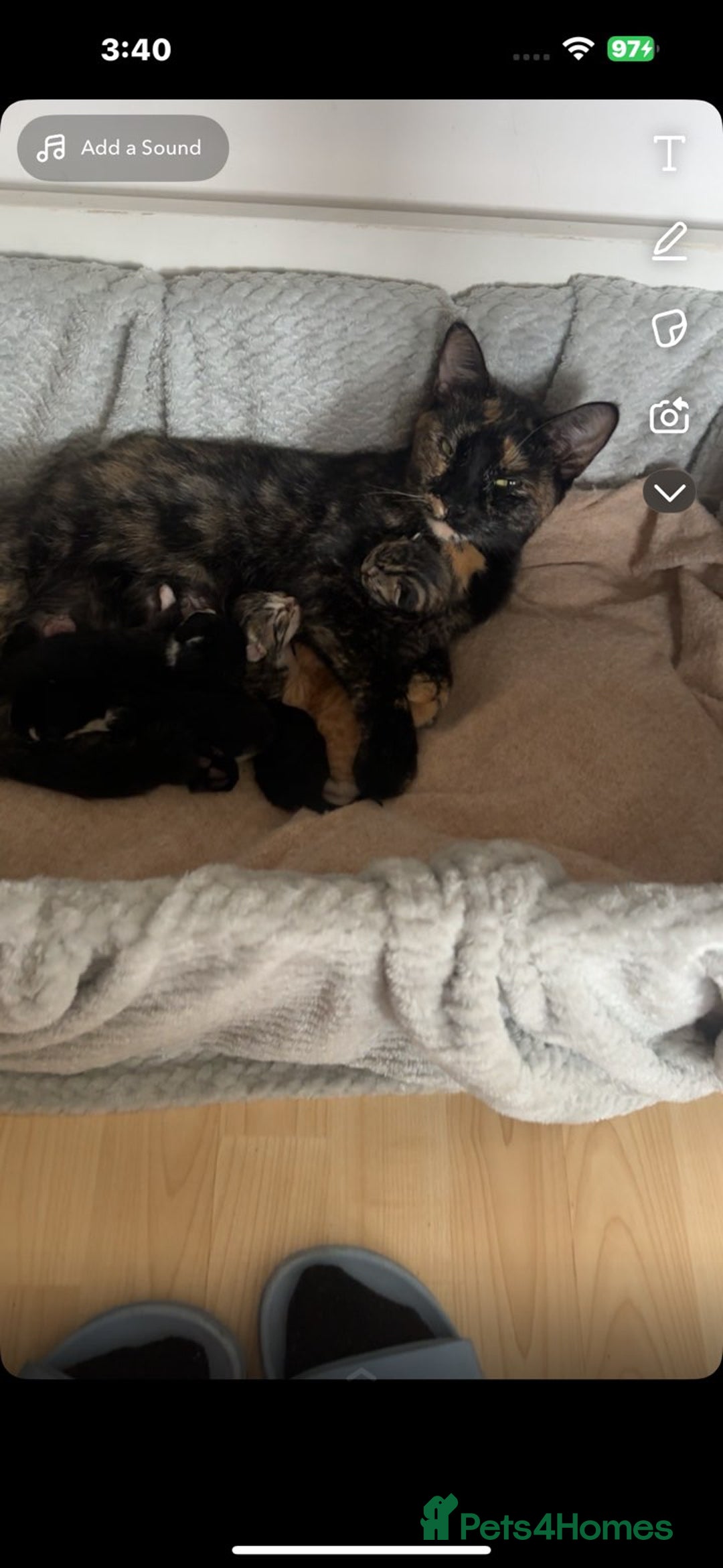 Mixed Breed cats for sale: Lovely litter of 6 beautiful kittens - Advert 9