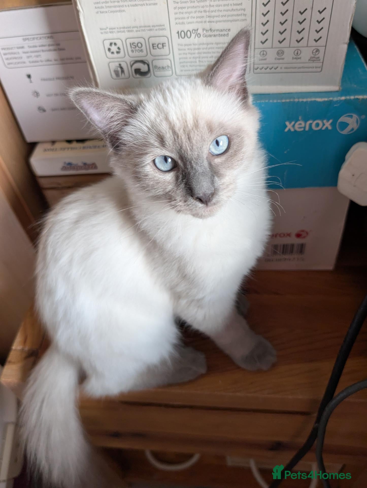Ragdoll cats Male Ragdoll  - Advert 9