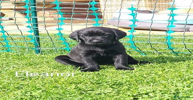Labrador Retriever dogs - Advert 2