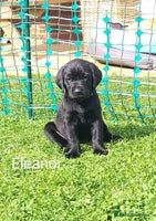 Labrador Retriever dogs - Advert 2