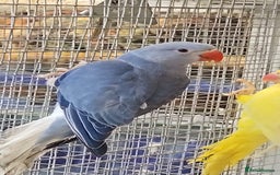 Parrots birds for sale: LOOK! BIRDS/PARAKEETS/PARROTS AVAILABLE  - Image 10