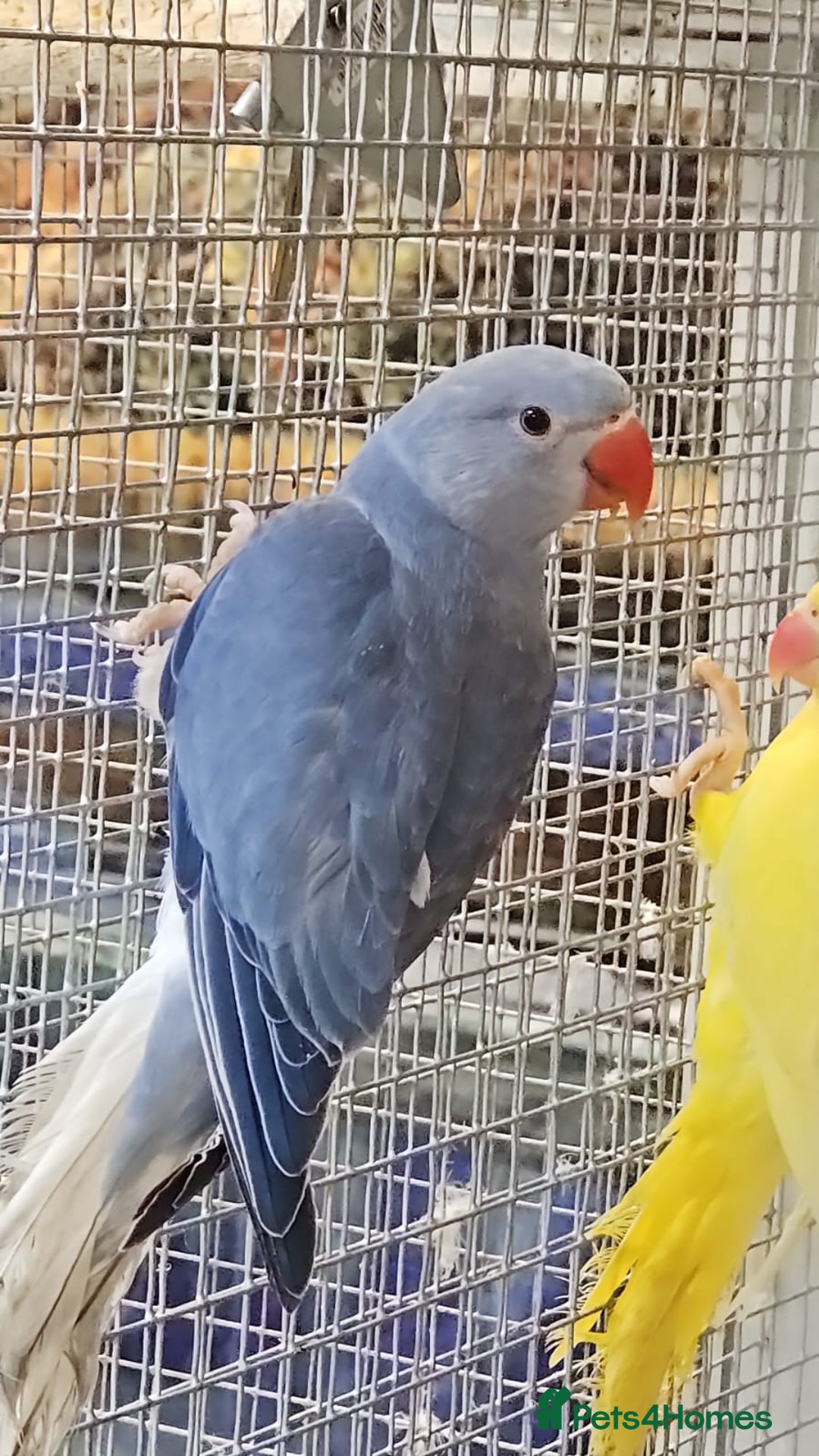 Parrots birds for sale: LOOK! BIRDS/PARAKEETS/PARROTS AVAILABLE  - Image 10