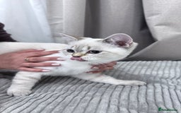 British Shorthair cats for sale: British Shorthair & Scottish Fold - Image 6