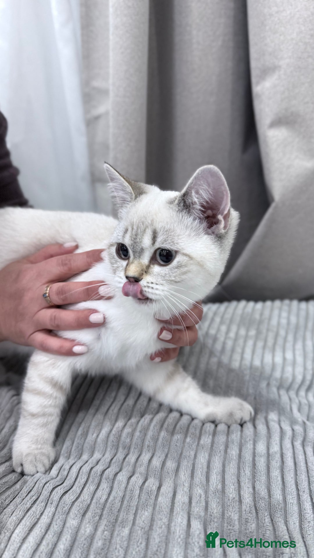 British Shorthair cats for sale: British Shorthair & Scottish Fold - Image 6