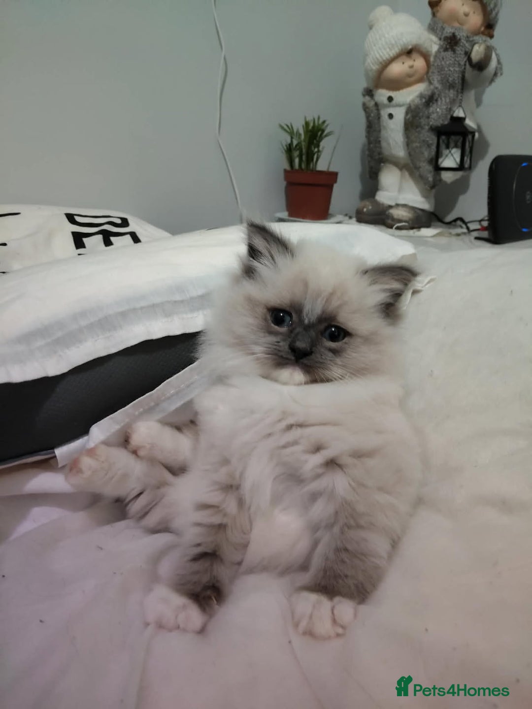 Ragdoll cats for sale: Ragdoll kitten  - Advert 5