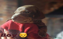 Miniature Dachshund dogs for sale: KC Mini Dachshund Dapple Girls & Boys and Tan Boy - Image 28