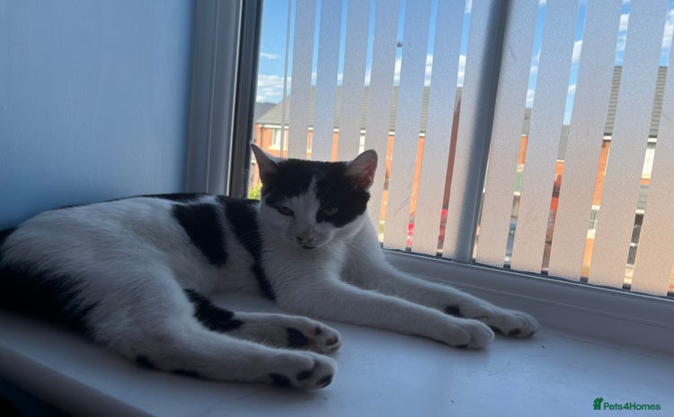 Mixed Breed cats for sale - Advert 2