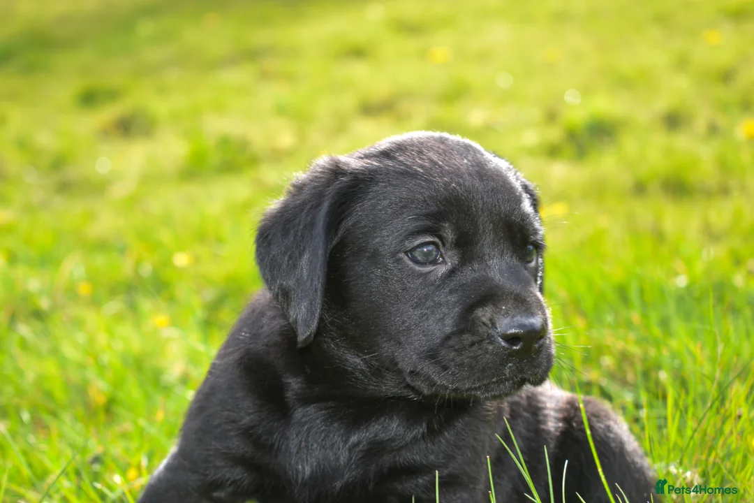 Labrador Retriever dogs for sale: Black Labrador Puppies - Advert 2