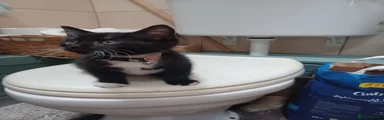 Mixed Breed black with white tummy