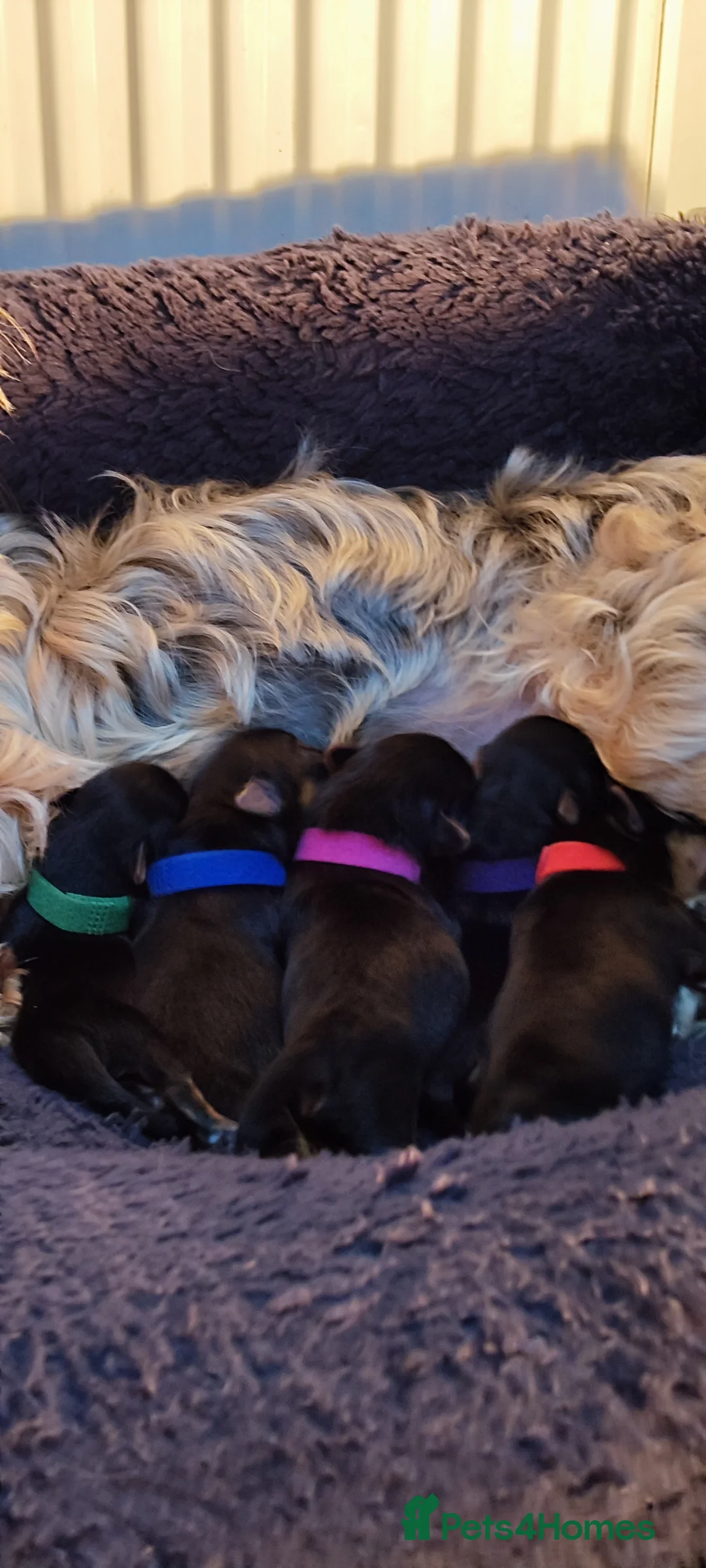 Yorkshire Terrier dogs for sale: 5 Yorkshire Terrier. - Advert 2