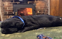 Labrador Retriever dogs for sale: Kc black Labrador puppies - Advert 5