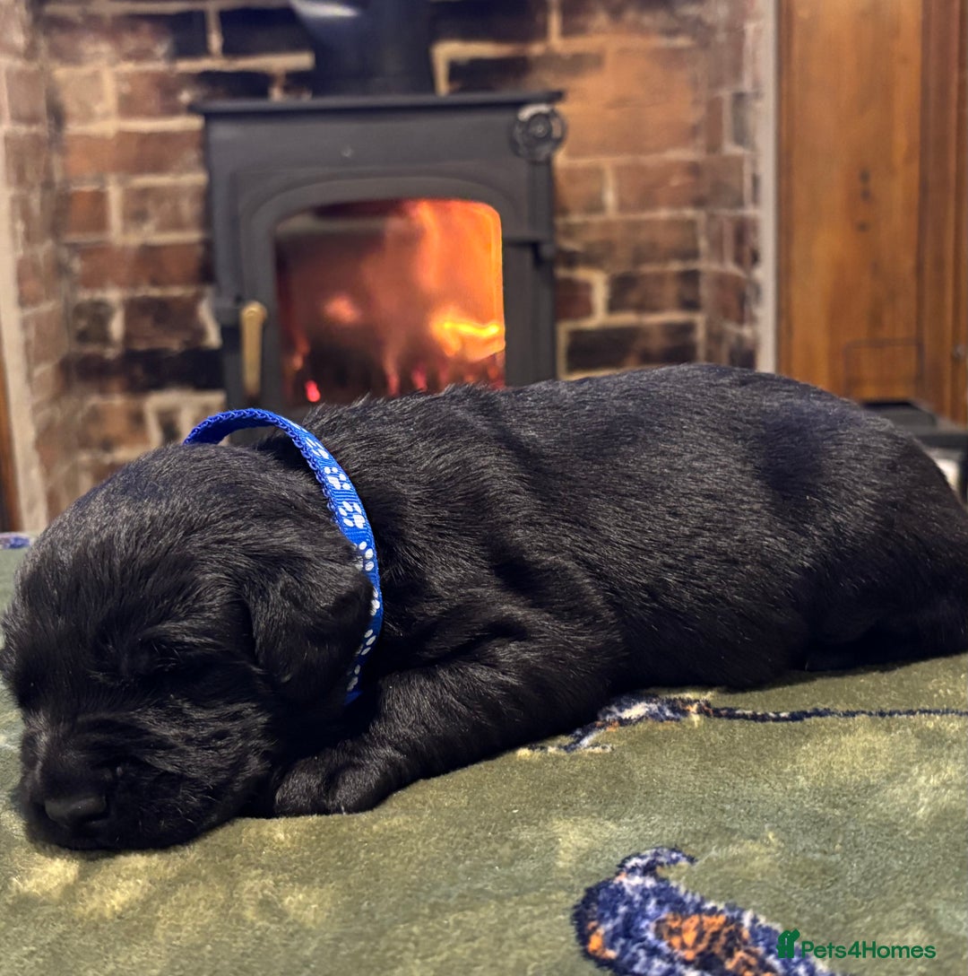 Labrador Retriever dogs for sale: Kc black Labrador puppies - Advert 5