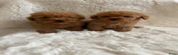 Toy Poodle dogs for sale: Toy poodle only 1 boy available now  - Advert 8