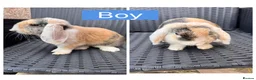 English Lop rabbits for sale: Beautiful Bonded Rabbit Pair 1 Buck & 1 Doe 🐇 - Advert 3