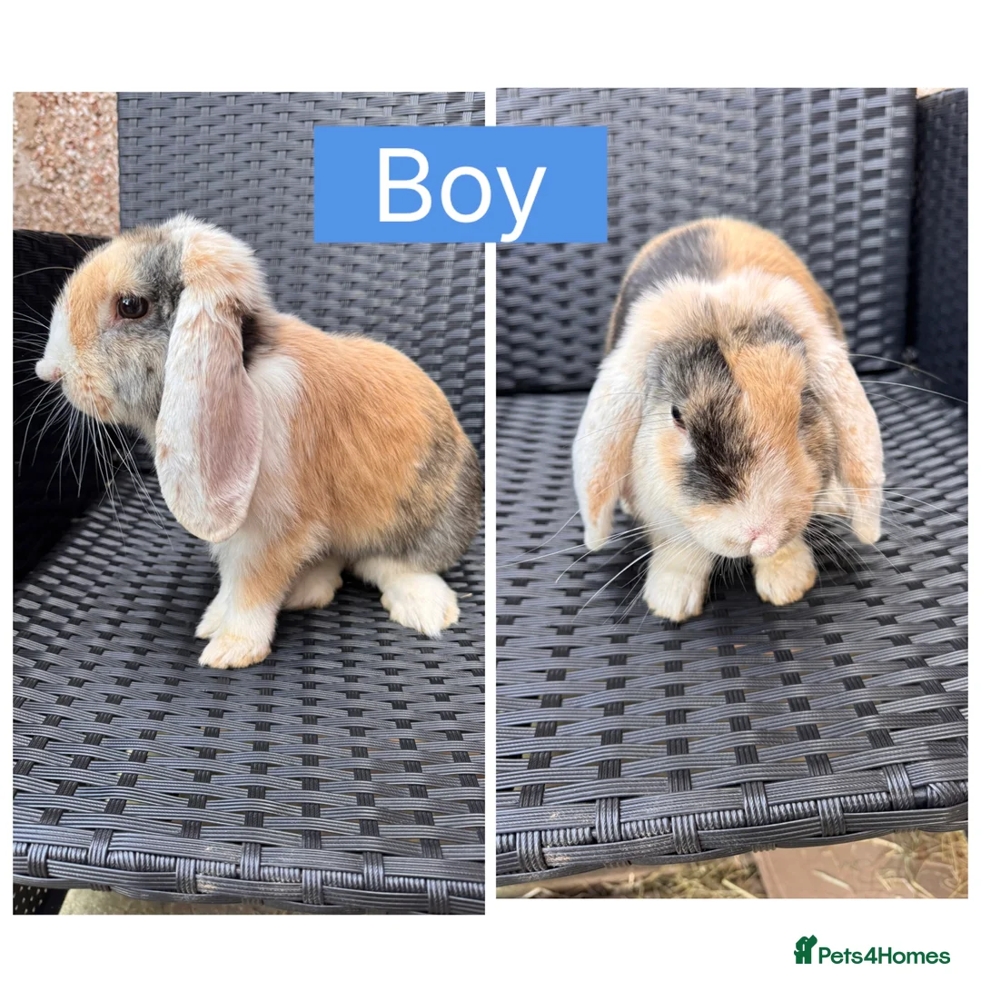 English Lop rabbits for sale: Beautiful Bonded Rabbit Pair 1 Buck & 1 Doe 🐇 - Advert 3