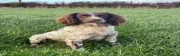 English Springer Spaniel dogs for sale: Springer spaniel puppies  - Advert 1