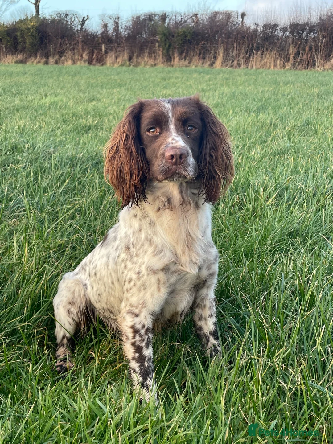 English Springer Spaniel dogs for sale: Springer spaniel puppies  - Advert 1