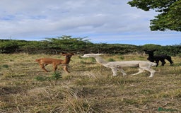 Alpaca livestock for sale: Alpacas 1 Male and 2 Female - Image 4