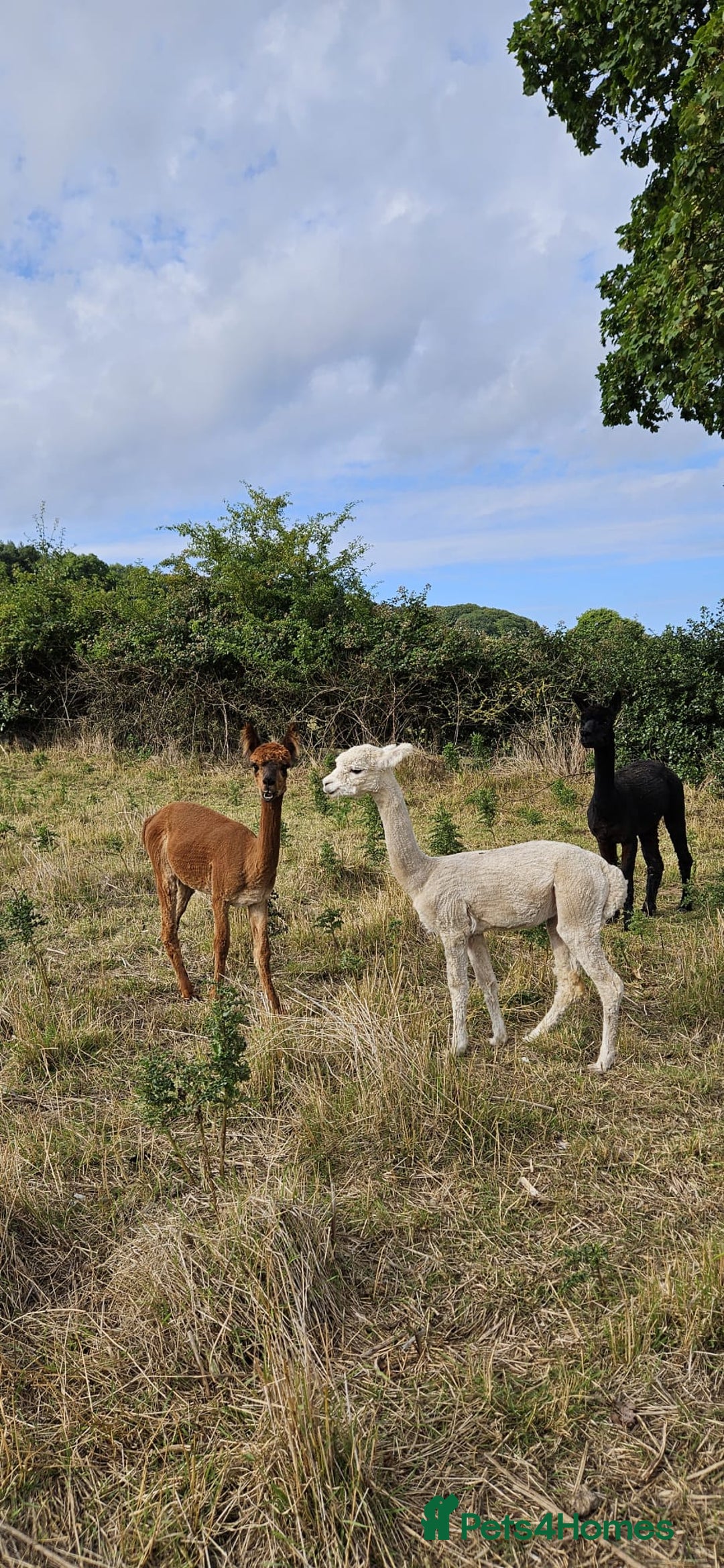 Alpaca livestock for sale: Alpacas 1 Male and 2 Female - Image 4