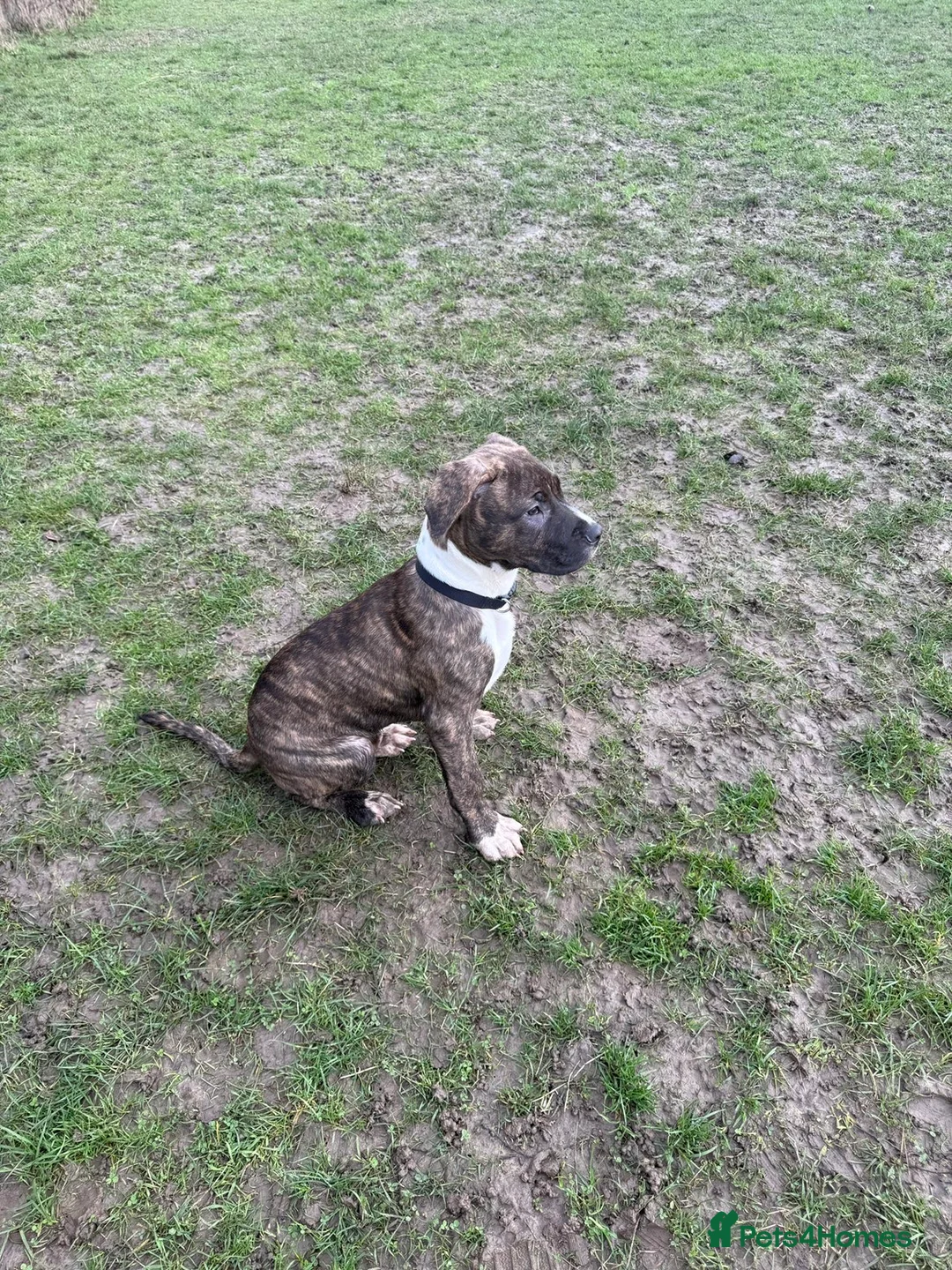 Mixed Breed dogs for sale: Cane corsa cross boxed  - Advert 4