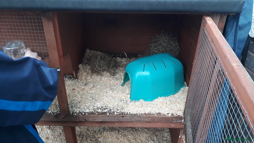 Guinea Pig rodents for sale: 2 female guinea pigs, large hutch and accessories - Advert 17