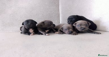 Staffordshire Bull Terrier dogs - Advert 19