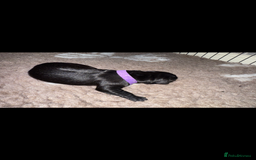 Labrador Retriever dogs for sale: Kc registered Labrador puppies available ⭐️⭐️⭐️⭐️ - Image 15