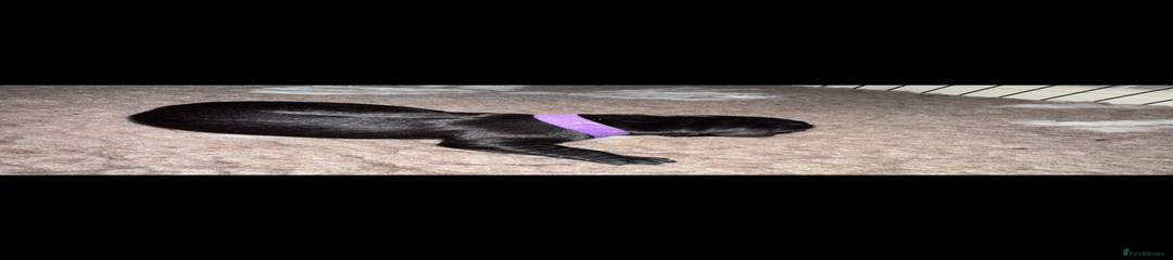 Labrador Retriever Puppy 2