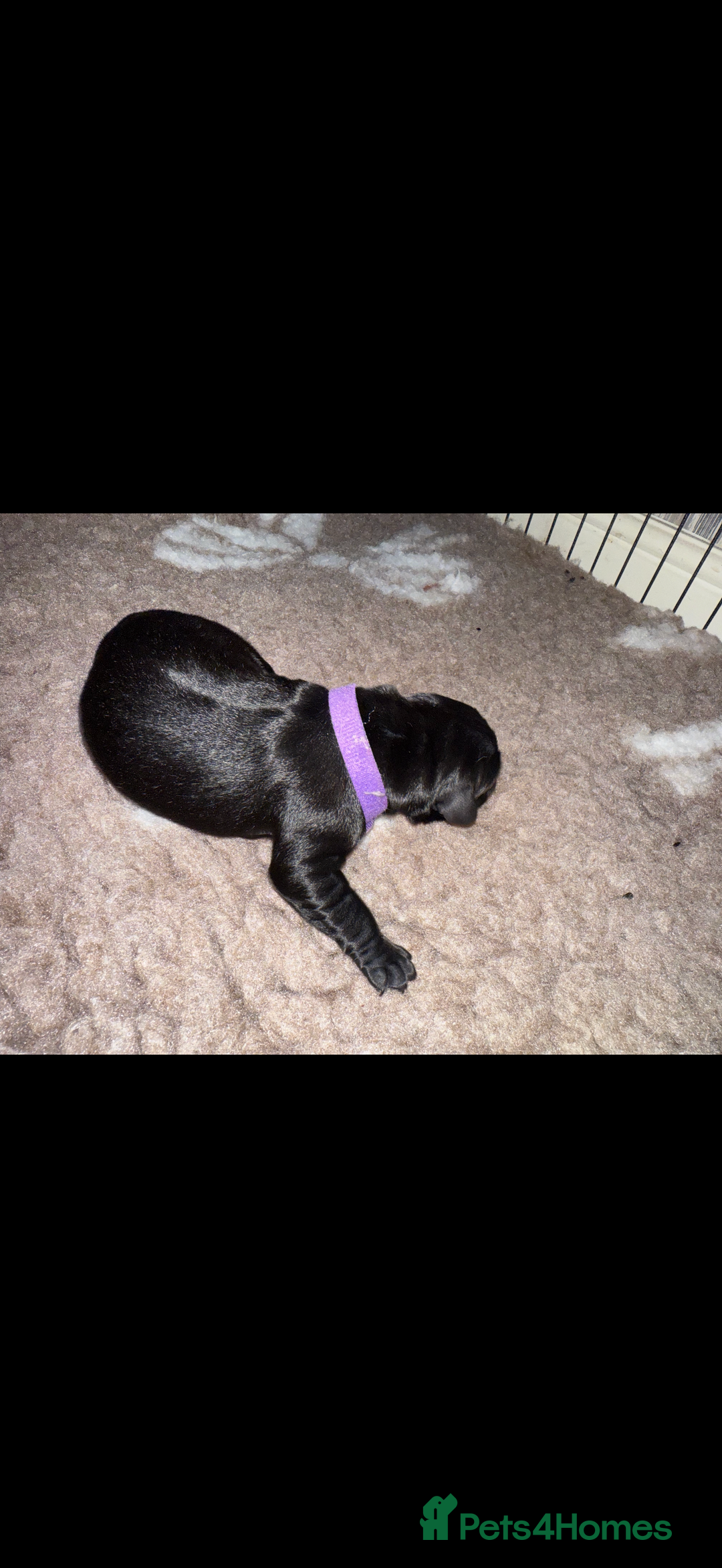 Labrador Retriever dogs for sale: Kc registered Labrador puppies available ⭐️⭐️⭐️⭐️ - Image 15