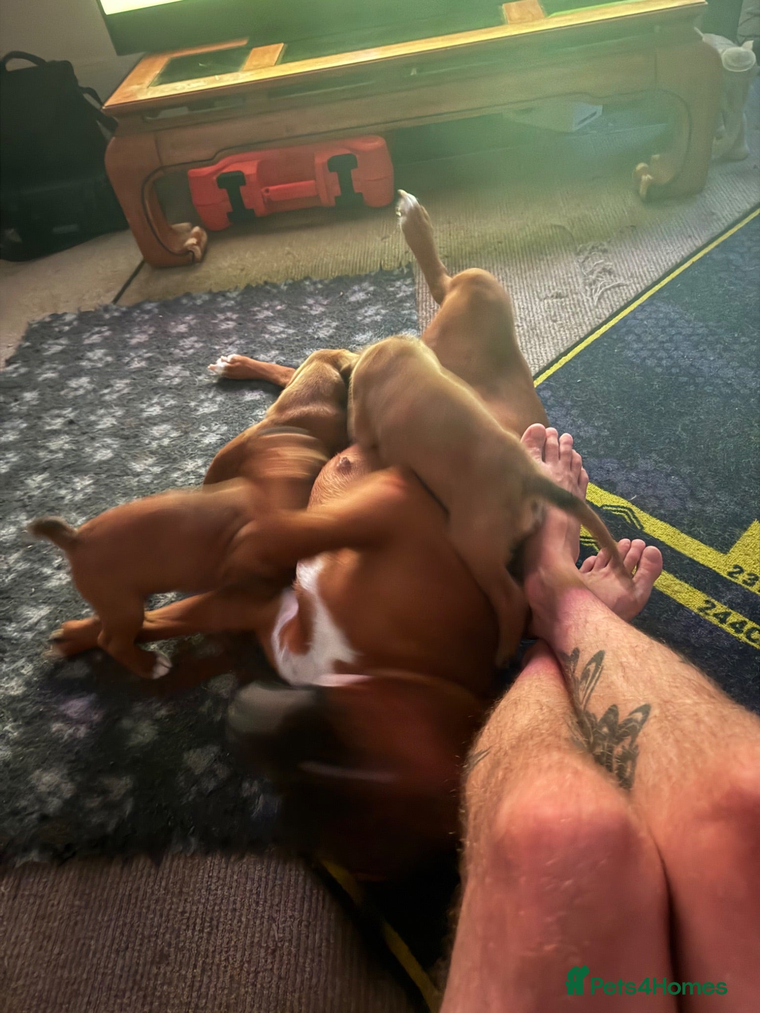 Boxer dogs charthaihen boxers - Advert 17