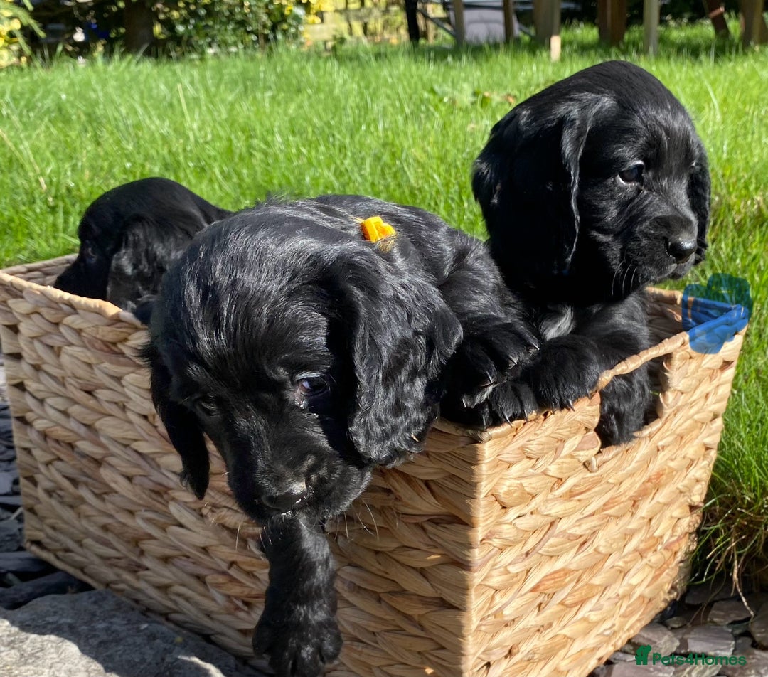 Cocker Spaniel dogs for sale: Cocker Spaniel Puppies - Image 4