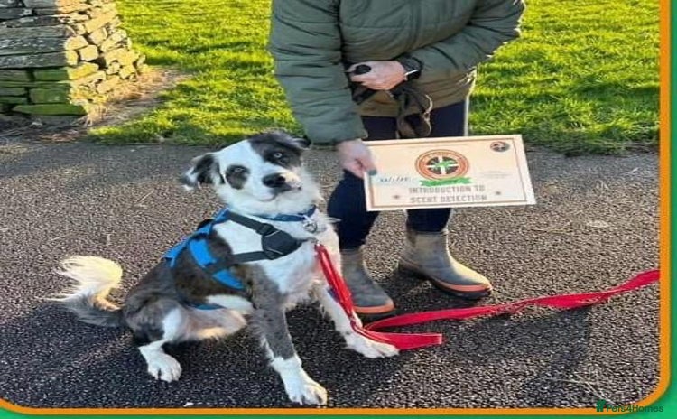 Mixed Breed dogs - Advert 12